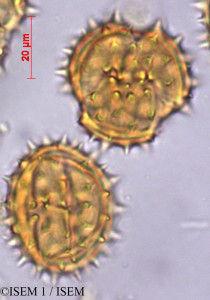 ISEM 1/Gynoxys_asterotricha_29440/Gynoxys_asterotricha_29440_0001(copy)_thumb.jpg